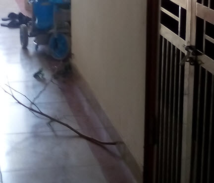 Trước cửa phòng có cành dâu để 