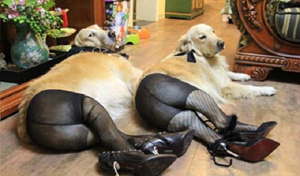 Mô tả ảnh.