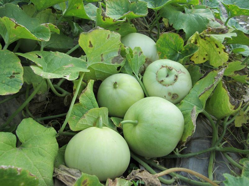 mẹo chọn dưa ngon