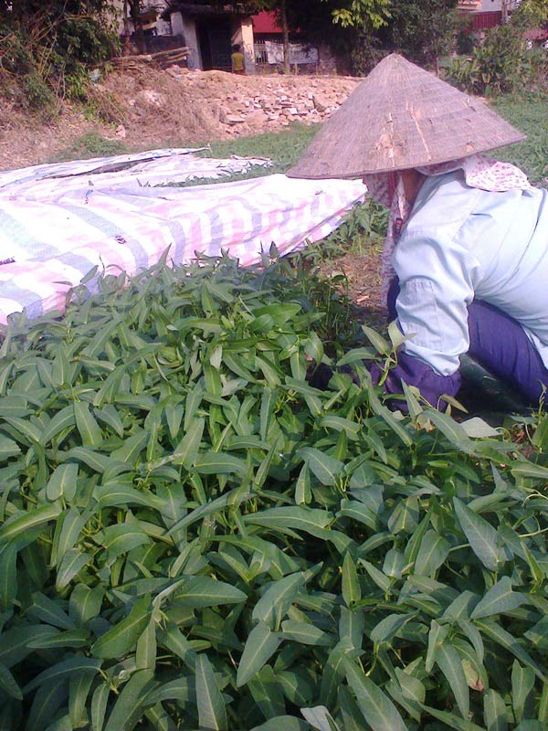 Mô tả ảnh.