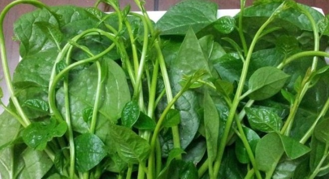 lợi ích từ rau mồng tơi