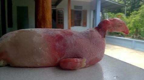 Mô tả ảnh.