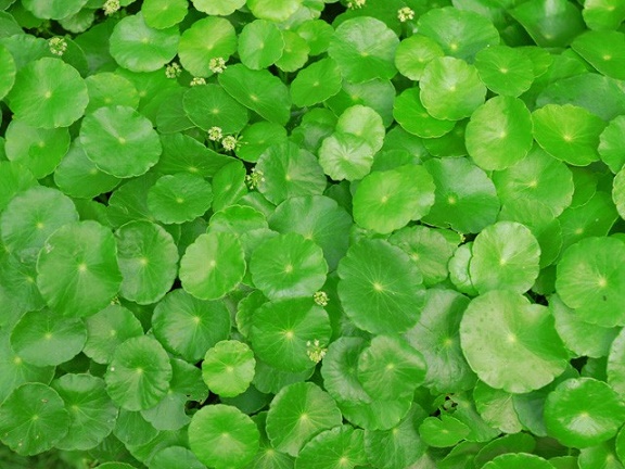 Mô tả ảnh.