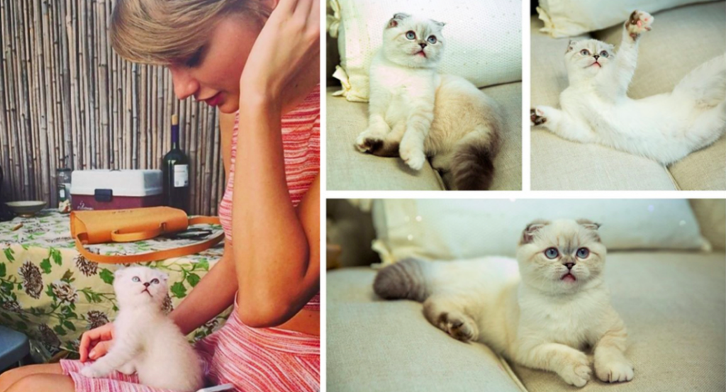 Khoảnh khắc siêu đáng yêu của Taylor Switf và hai chú mèo cưng