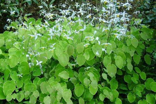 chữa yếu sinh lý