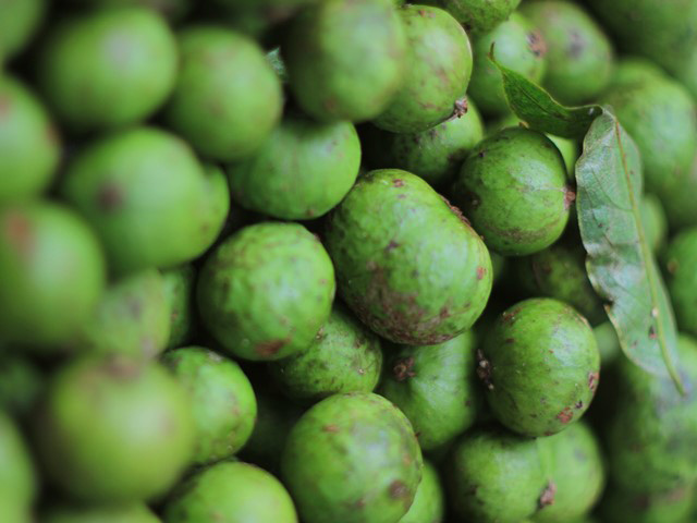 sấu