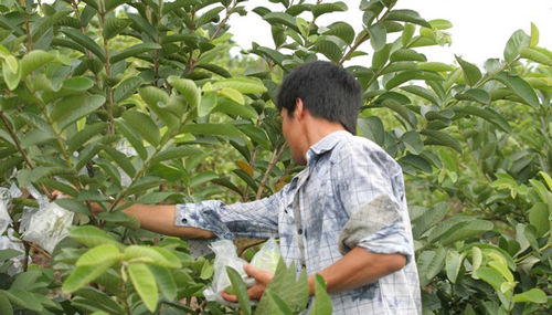 gia tài của lệ rơi 9