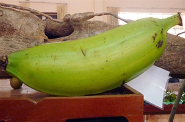 Mô tả ảnh.