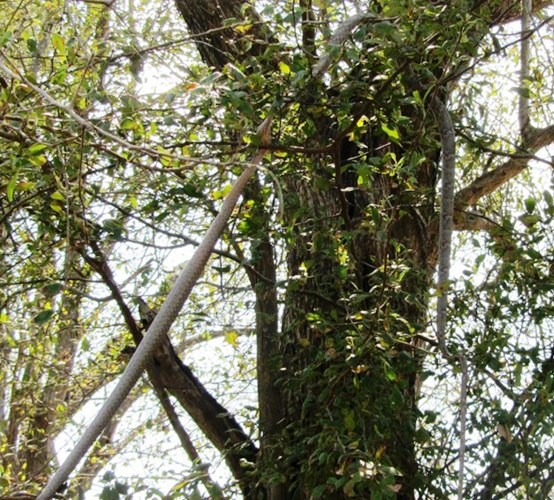Mô tả ảnh.