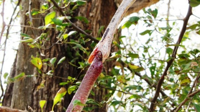 Mô tả ảnh.