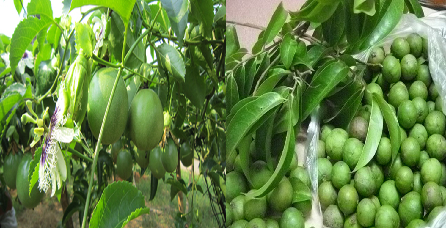 tẩy lông 