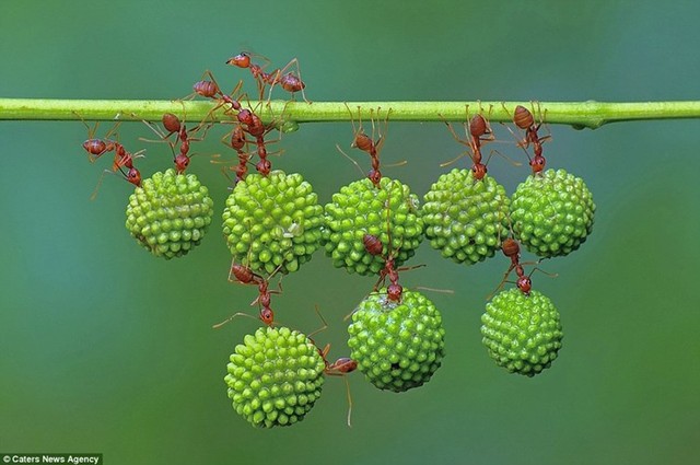 Mô tả ảnh.