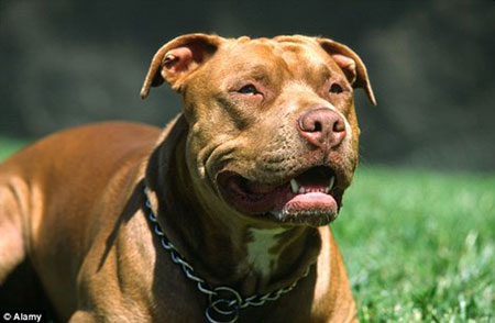 pitbull-phunutoday-vn