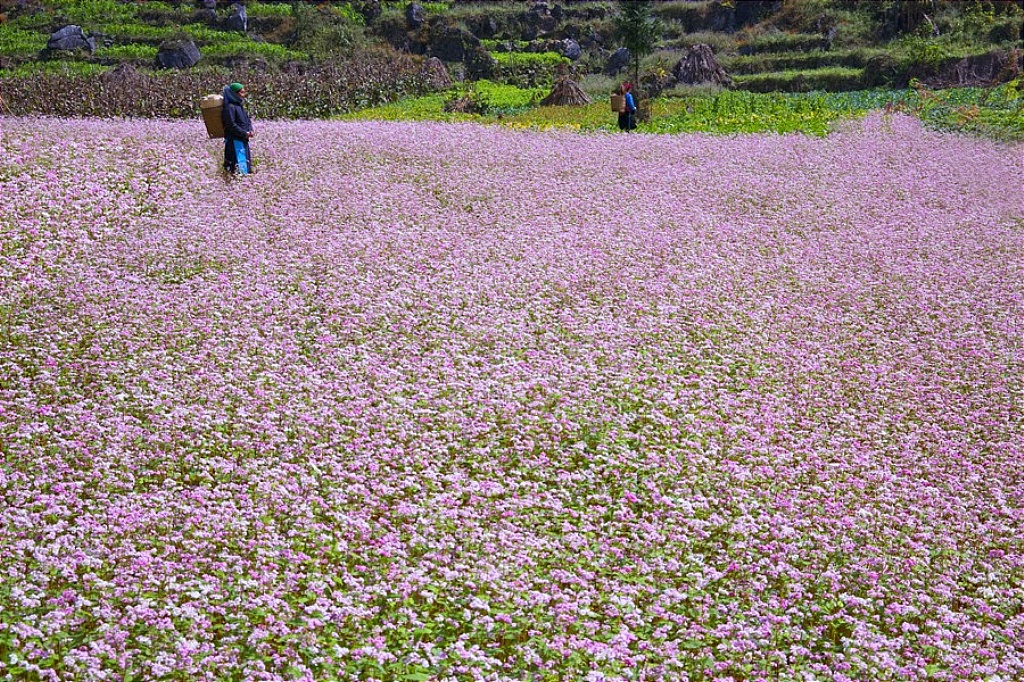 Những cánh đồng hoa đẹp nhất Việt Nam 1