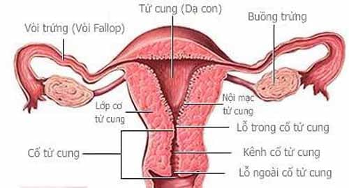 tắc vòi trứng là gì