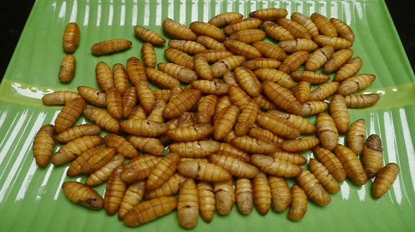 những sai lầm cực nguy hiểm khi ăn nhộng tằm