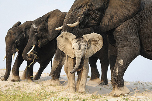 Những bức hình đẹp nhất Cuộc thi Ảnh 2015 của National Geographic 3