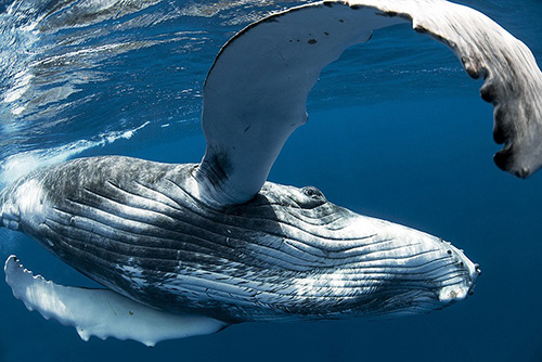 Những bức hình đẹp nhất Cuộc thi Ảnh 2015 của National Geographic 5