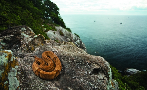 Mô tả ảnh.
