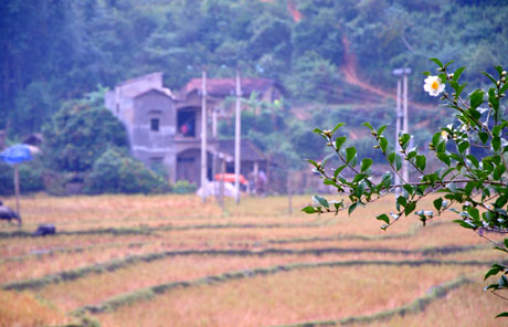 Mô tả ảnh.