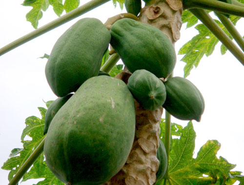 lợi ích từ đu đủ xanh