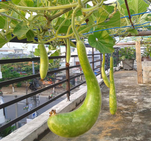 5 bước trồng rau sạch tại nhà theo bí quyết của Bác sĩ ung bướu