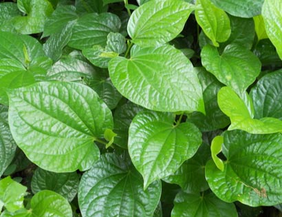 lợi ích của lá lốt