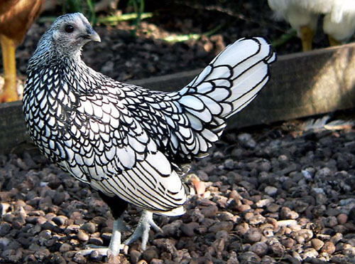 7 loại gia cầm tiền triệu được săn tìm dịp Tết 1