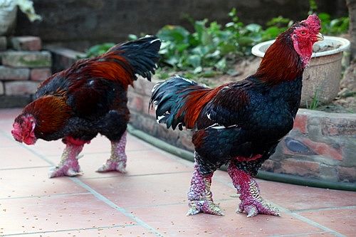7 loại gia cầm tiền triệu được săn tìm dịp Tết 3