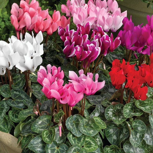 8 loại cây cảnh quen thuộc có chứa chất độc chết người