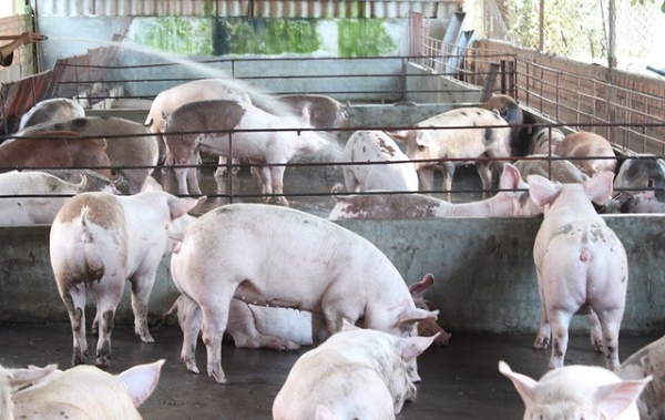Hãi hùng những chiêu trò biến hóa thực phẩm bẩn năm 2015