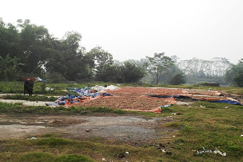 Kinh hoàng chanh, quất thối biến thành mứt tết