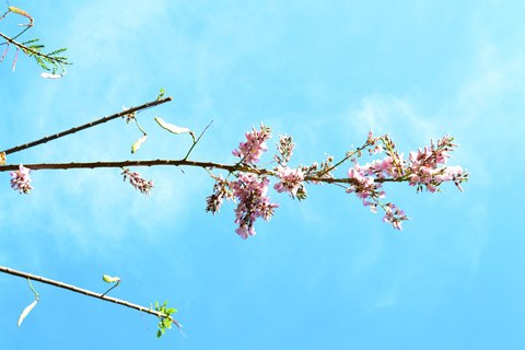 Mô tả ảnh.