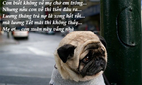 Bi hài chuyện thưởng Tết