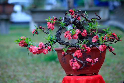 Mô tả ảnh.