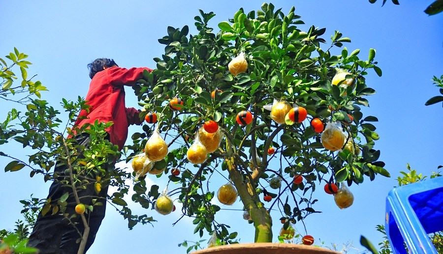Mô tả ảnh.
