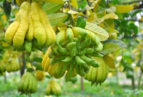 Mô tả ảnh.