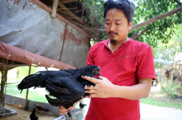 gà mặt quỷ