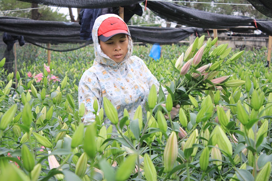 Chẳng buồn cắt hoa đi bán, người trồng ly khóc lo mất Tết