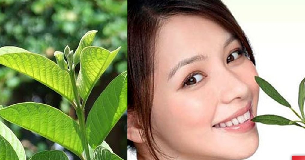trị mụn bằng lá ổi