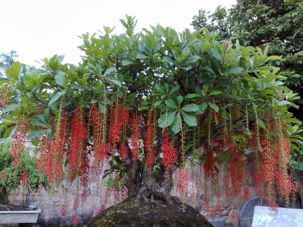 Những loại hoa, cây cảnh mang tài lộc cho gia chủ ngày Tết