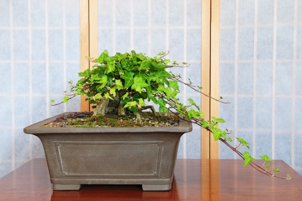 Những loại hoa, cây cảnh mang tài lộc cho gia chủ ngày Tết