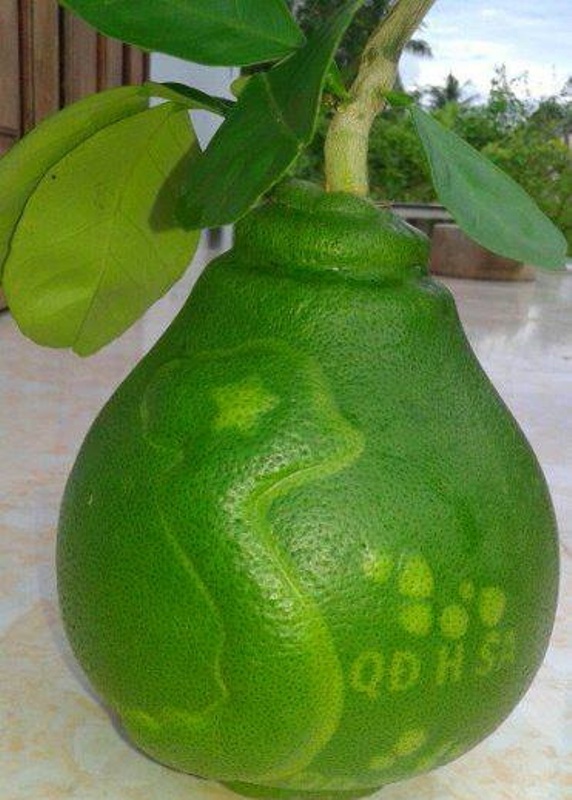 Dưa hấu in nổi hình khỉ thờ Tết giá 1 triệu đồng/cặp