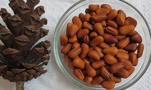 Săn đặc sản hạt rừng ăn Tết