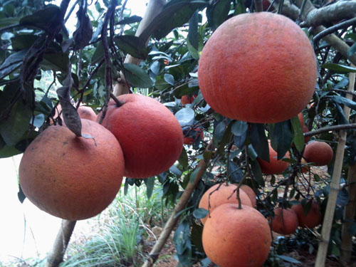 Bưởi đỏ tiến vua