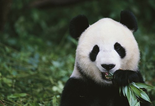 Mô tả ảnh.