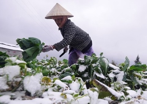 Rét đậm và băng giá xuất hiện trở lại ở Bắc Bộ từ đêm 31/1