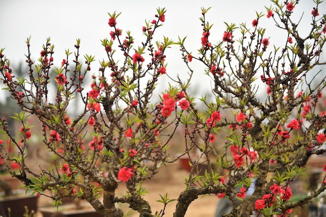 Chọn mua những cây cảnh nào cho Tết 2016 đầy tài lộc?