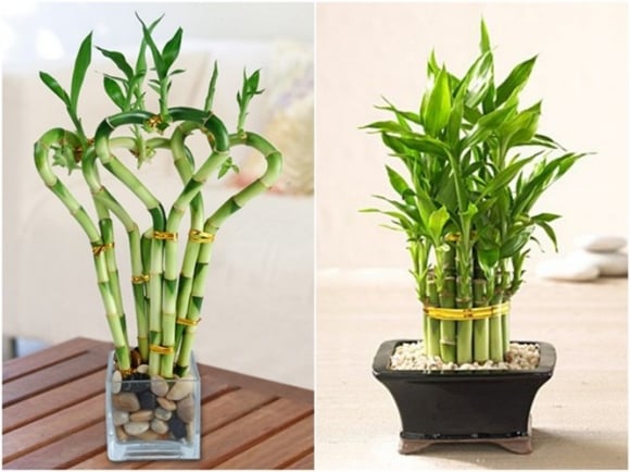 Chọn mua những cây cảnh nào cho Tết 2016 đầy tài lộc?