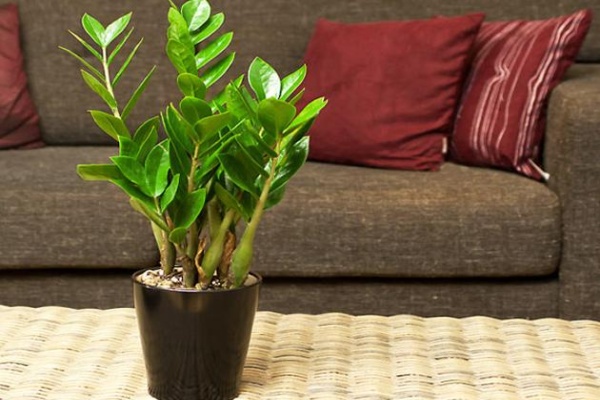 Chọn mua những cây cảnh nào cho Tết 2016 đầy tài lộc?